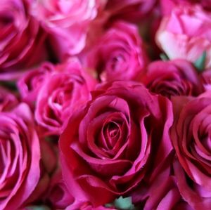 Meet your Posher, Trinity